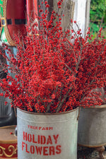 Winterberry, Premium Large 36"-42"