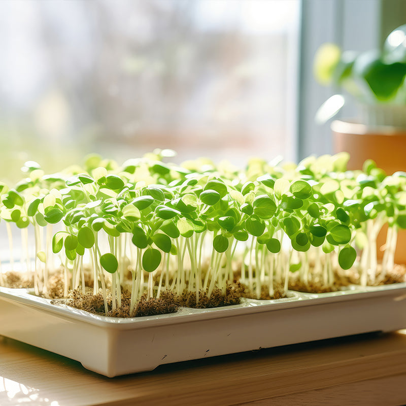 Microgreens 101: How to Grow Nutritious Greens Year-Round