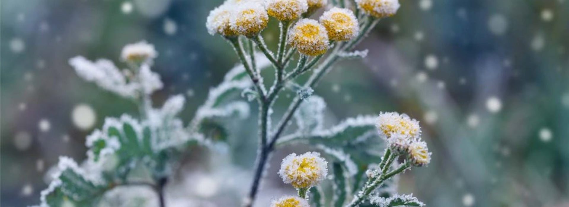 Don’t Overlook These Garden Winterizing Tasks