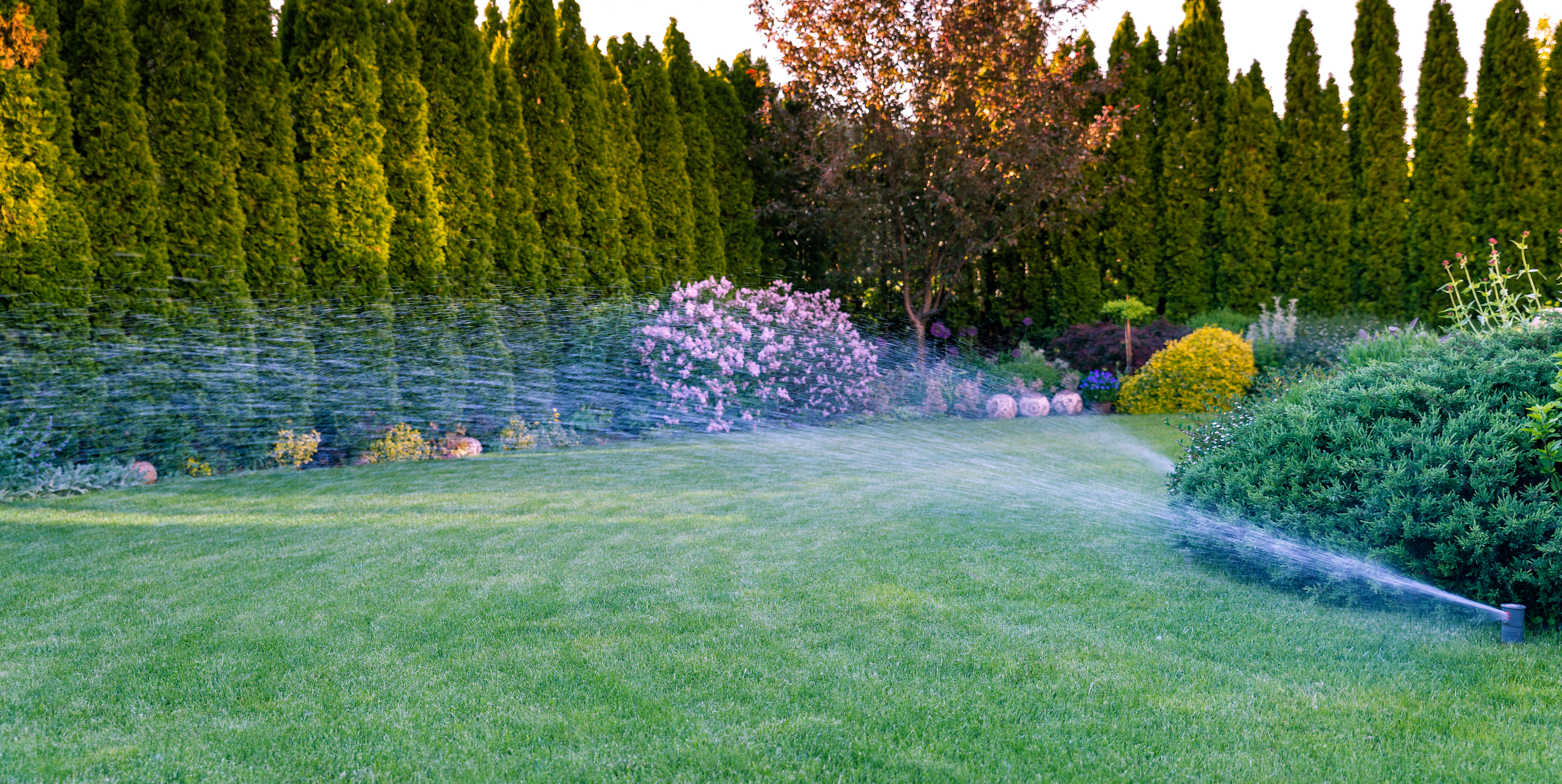 Thirsty Plants, Happy Gardens: Unleashing the Power of Proper Watering Techniques