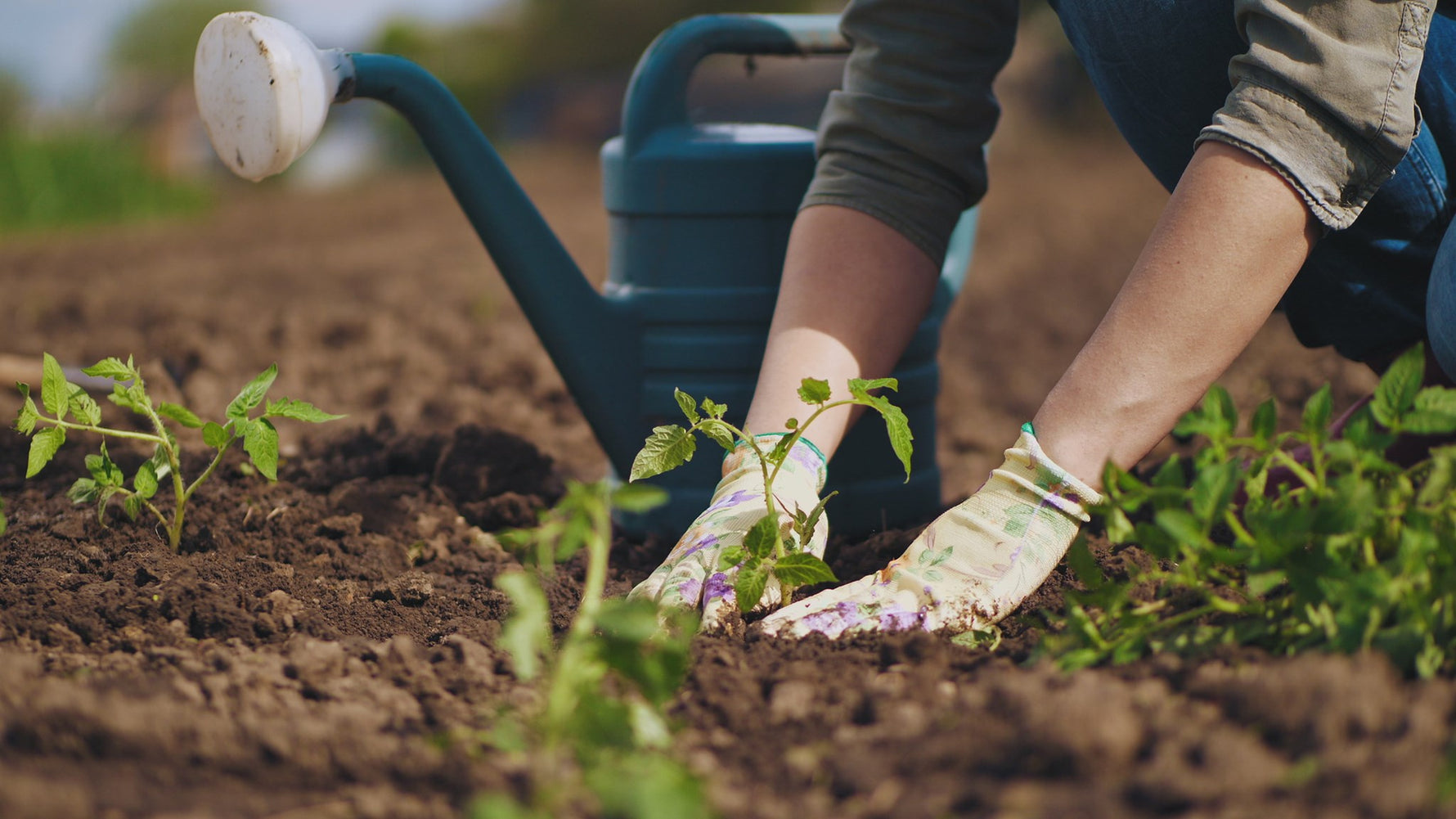 Soil Temperatures