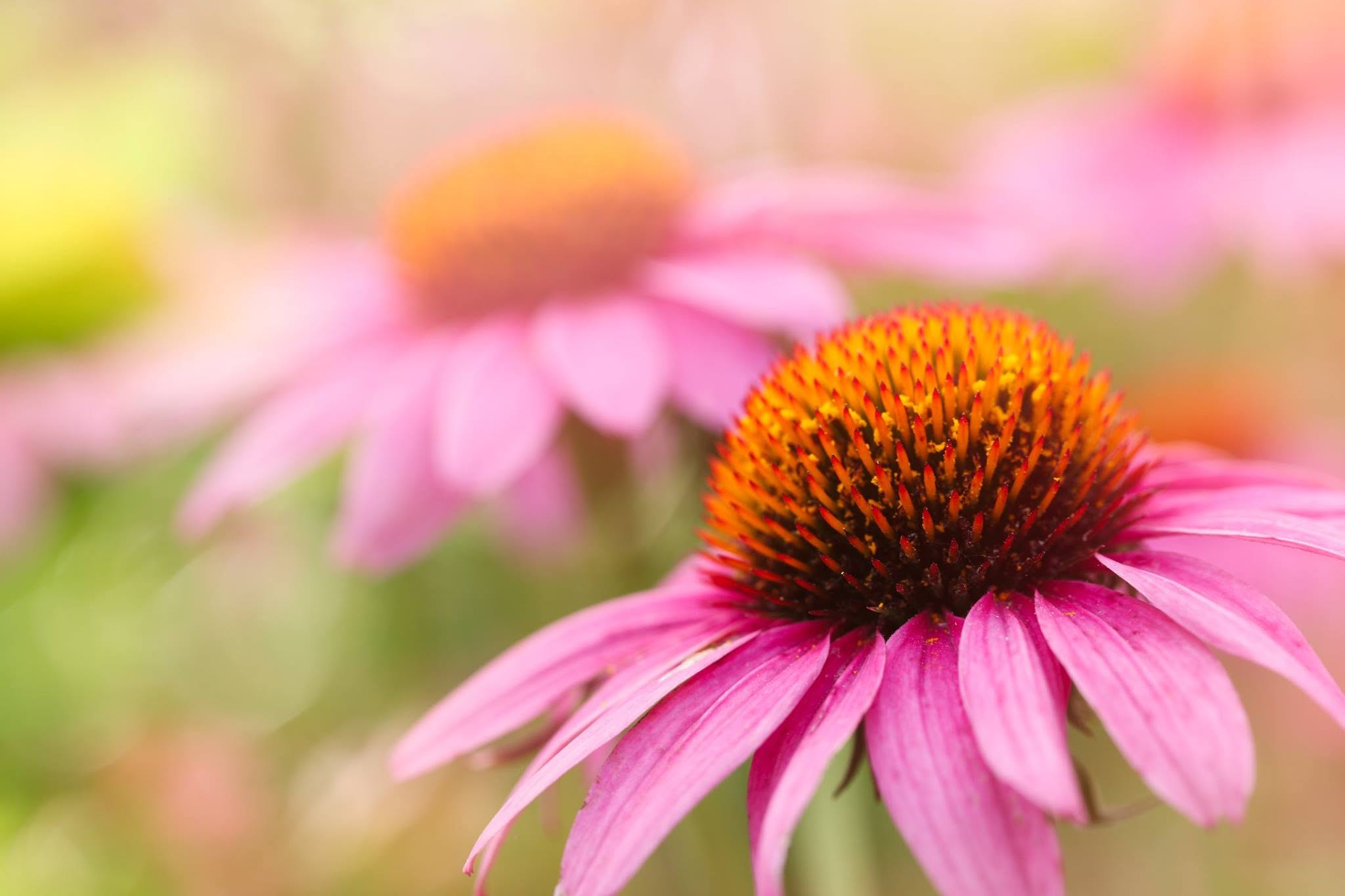 Coneflower