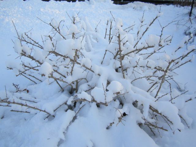 What to Know about Plants and Snow