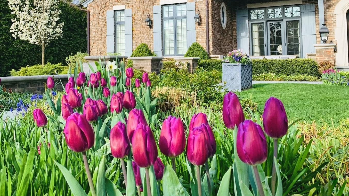 north shore garden spring blooming bulbs