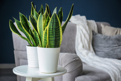 Friendly Reminder to Thank your Hardworking Houseplants for Clean Air