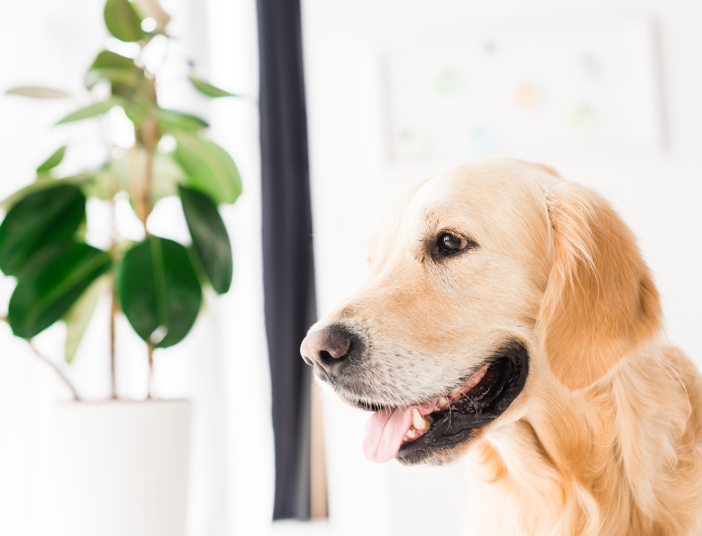 Pet Friendly Houseplants