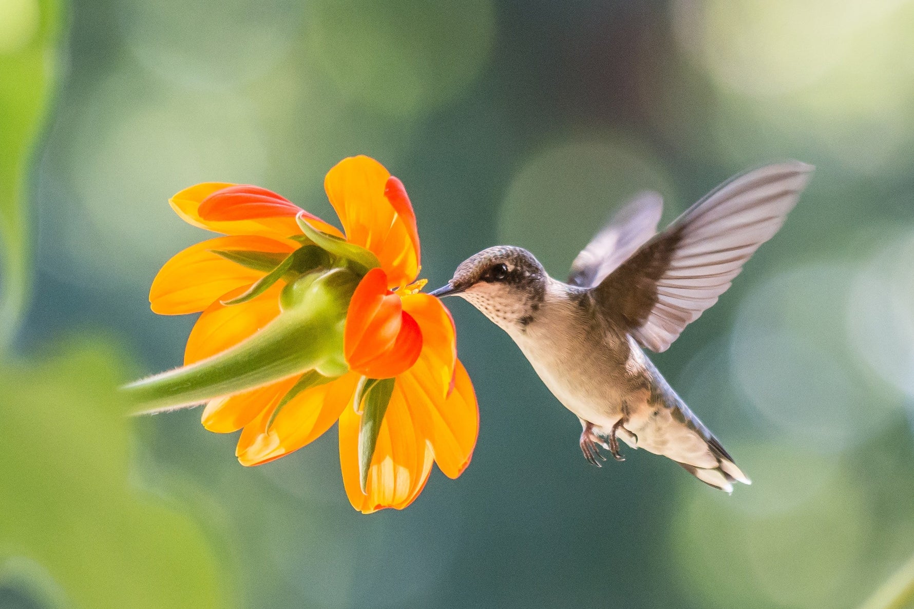 The Enchanting World of Hummingbirds