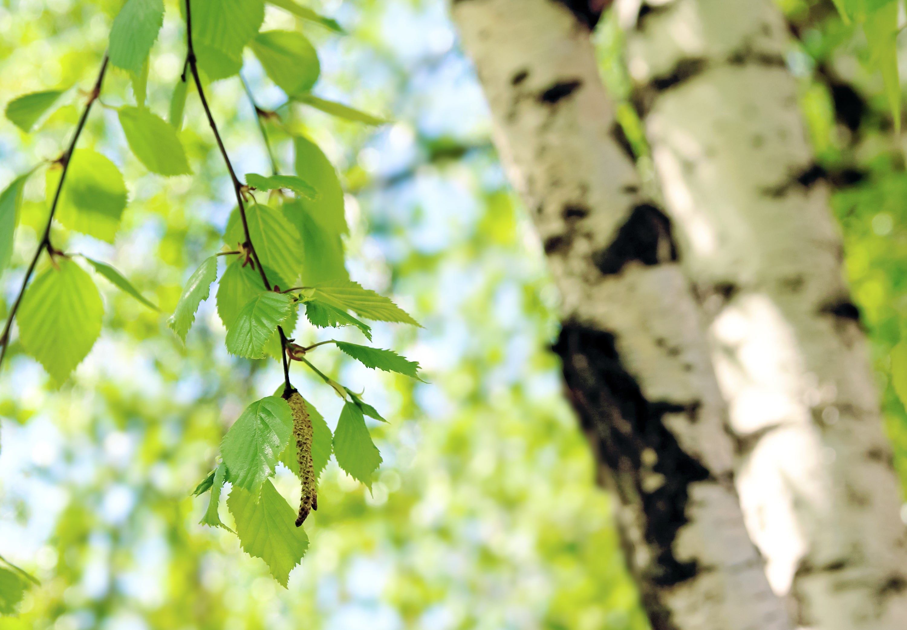 Arbor Day in the Time of Covid-19