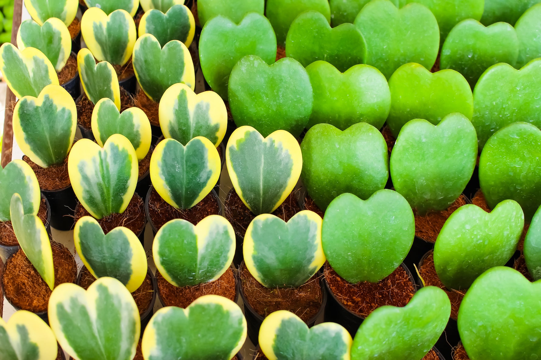 February Plant of the Month: Hoya