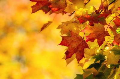 Fall(ing) – Why Many Leaves Aren’t