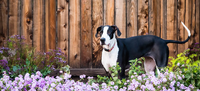 Letting Your Landscape Go to the Dogs