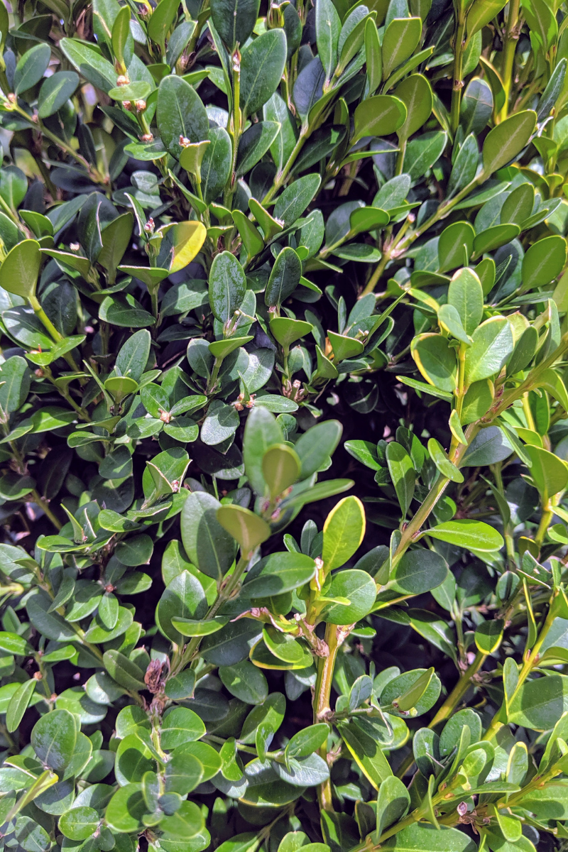 Green Mountain Boxwood Care Instructions
