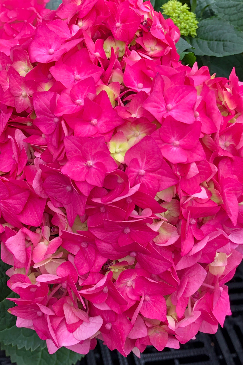 Summer Crush Hydrangea Care Instructions