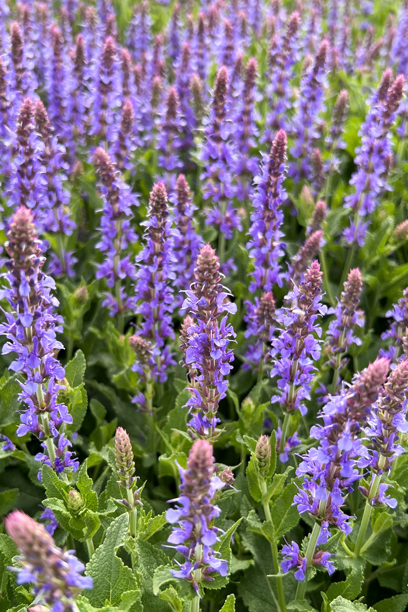Blue Hill Salvia Care Instructions