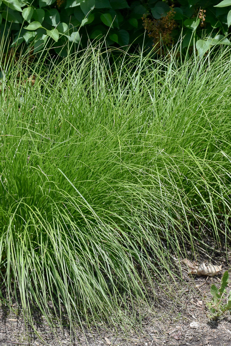 Sedge Grass (Carex) Care Instructions