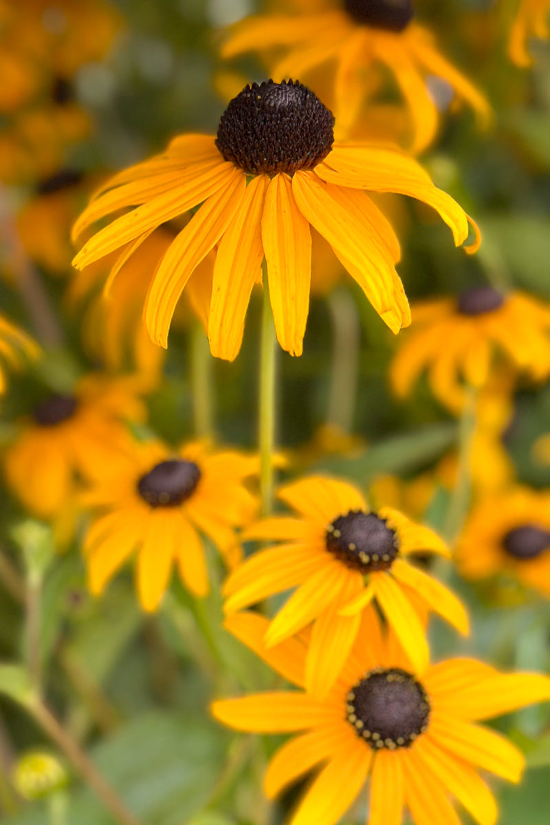 Black-Eyed Susan (Rudbeckia) Care Instructions