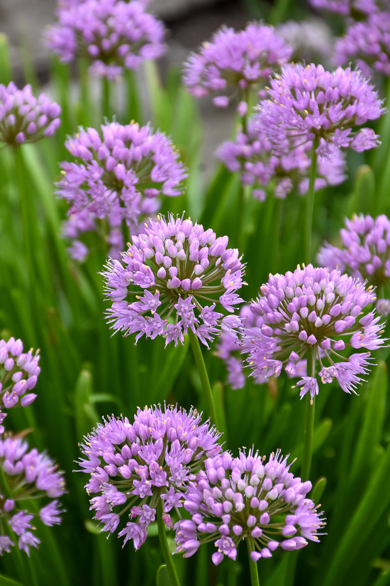 Summer Beauty Allium Care Instructions