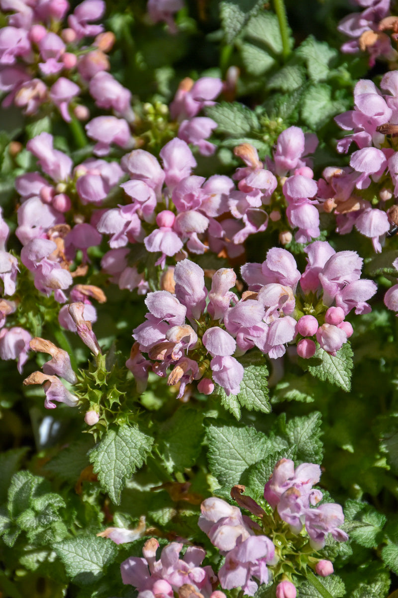 Pink Pewter Lamium Care Instructions