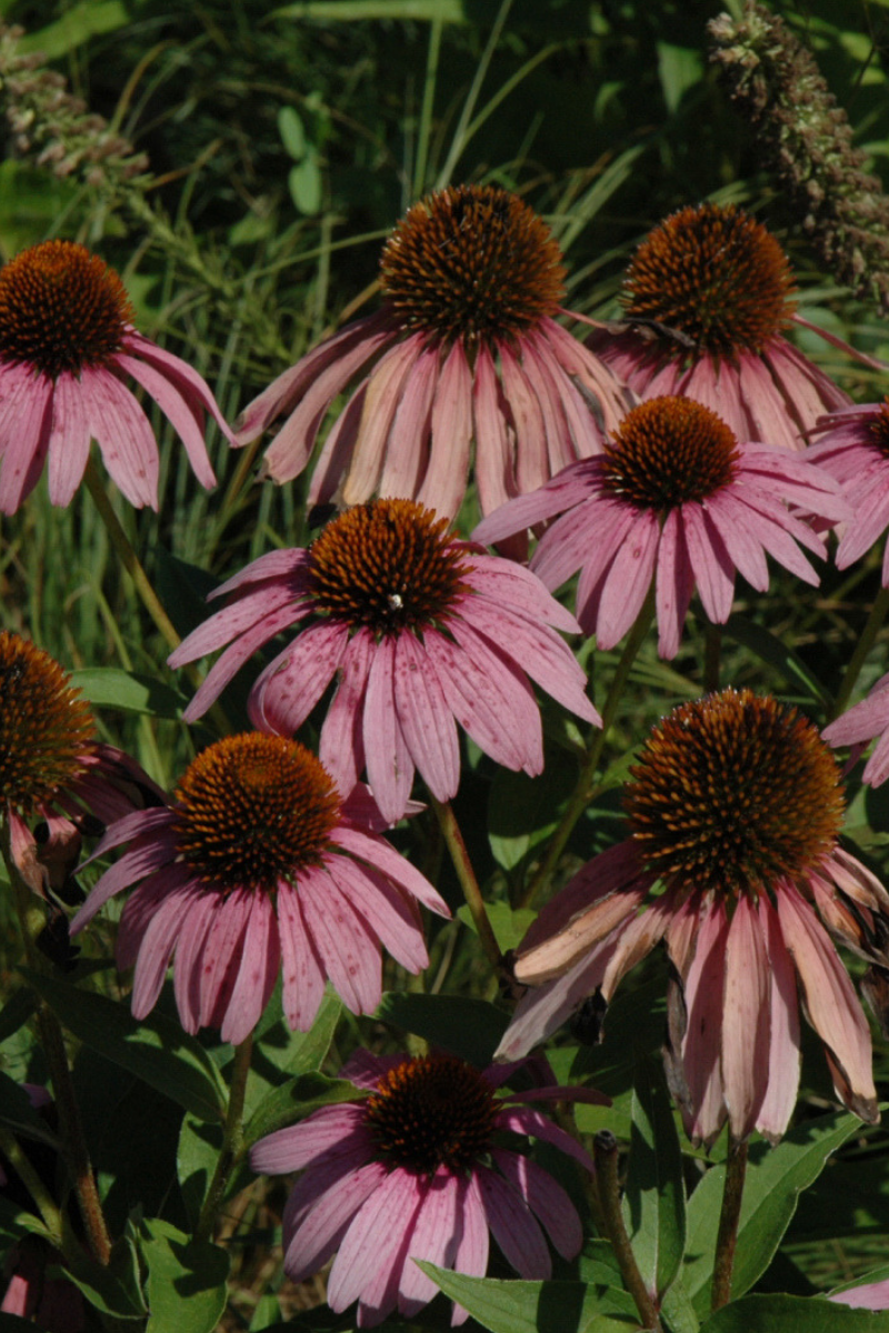 Purple Coneflower Care Instructions