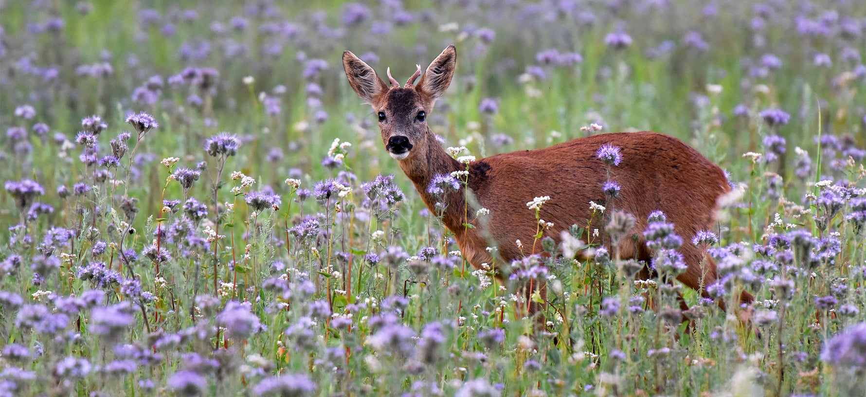 Bambi-Proof Bulbs