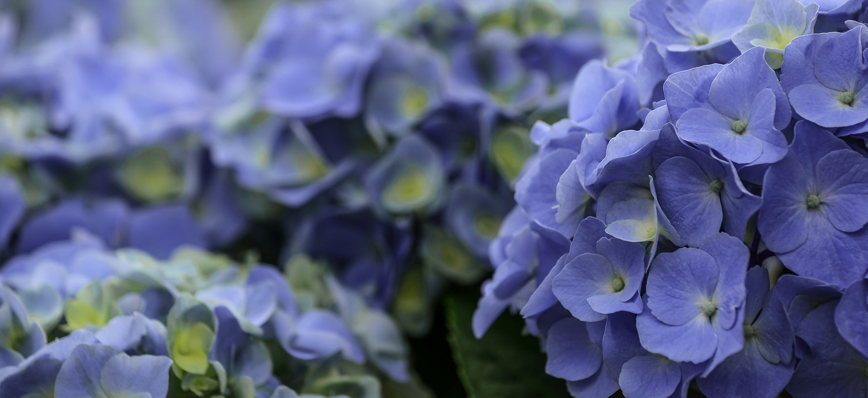 "Winter Wear" for Your Mophead Hydrangea