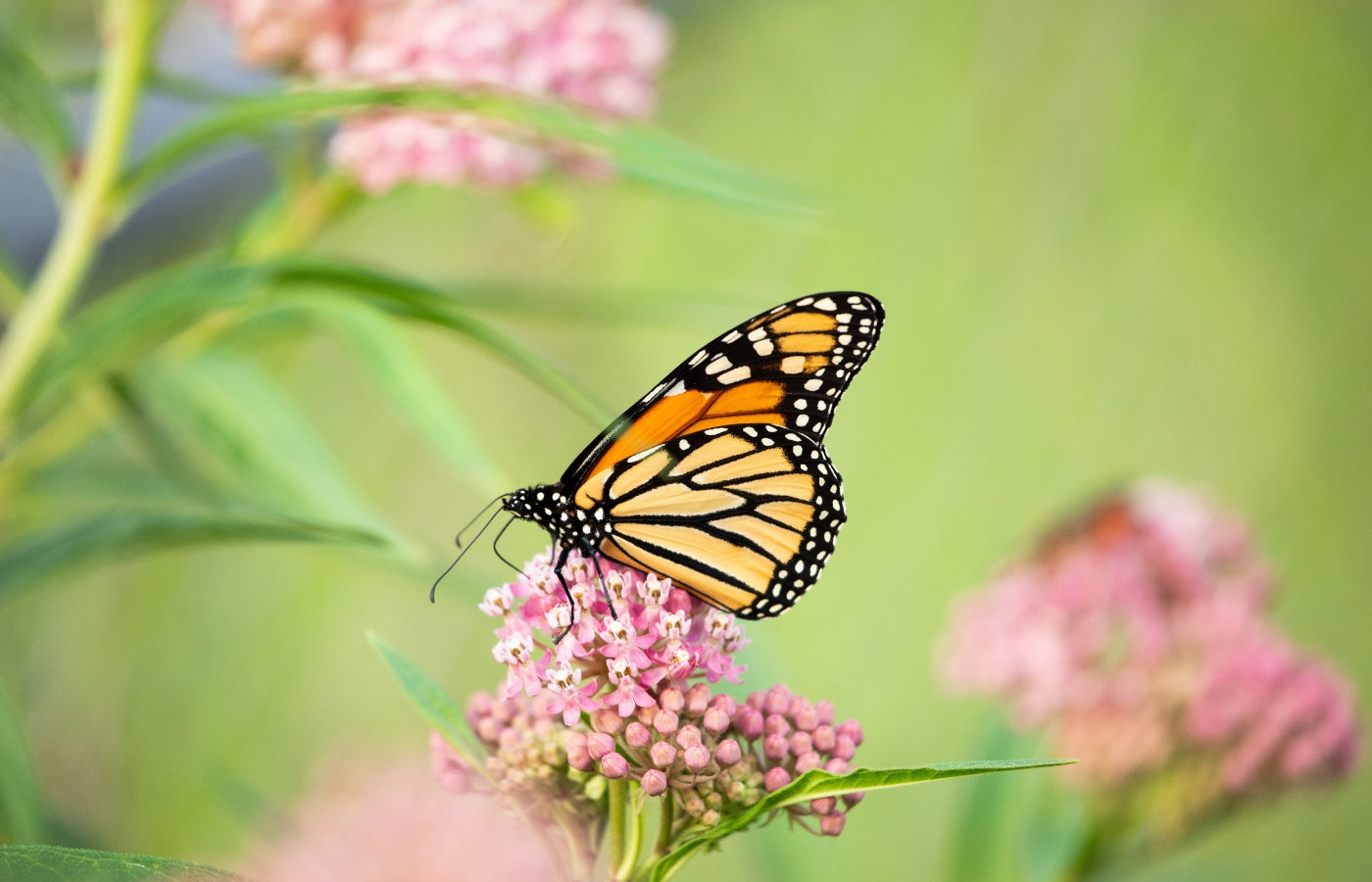 Milkweed Care Instructions