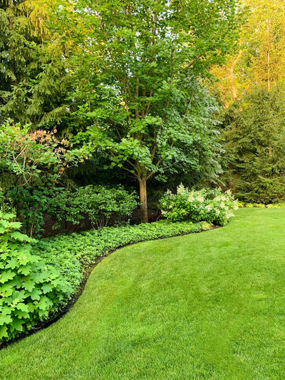 Five EASY Steps to the Best Lawn