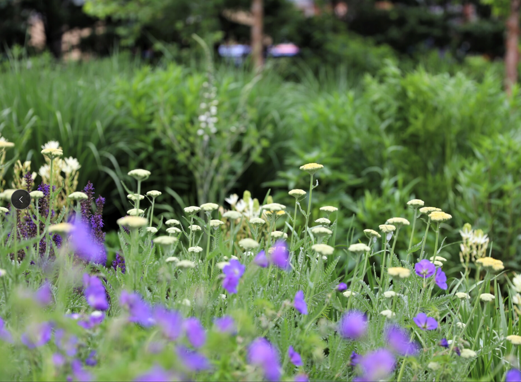 Why You Should Consider Native Plants for Your Landscape