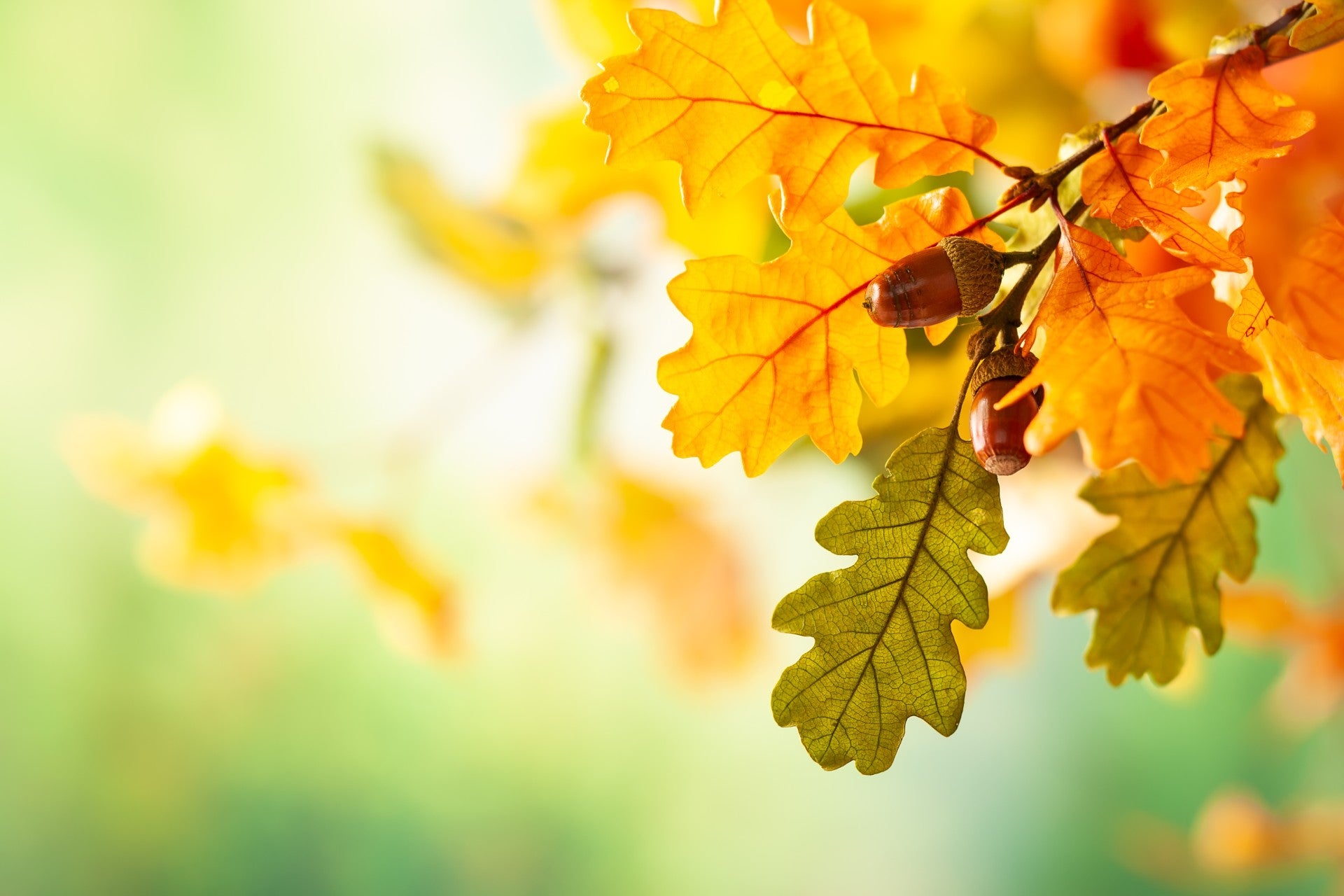 Oak-tober: Outdoor Plant of the Month