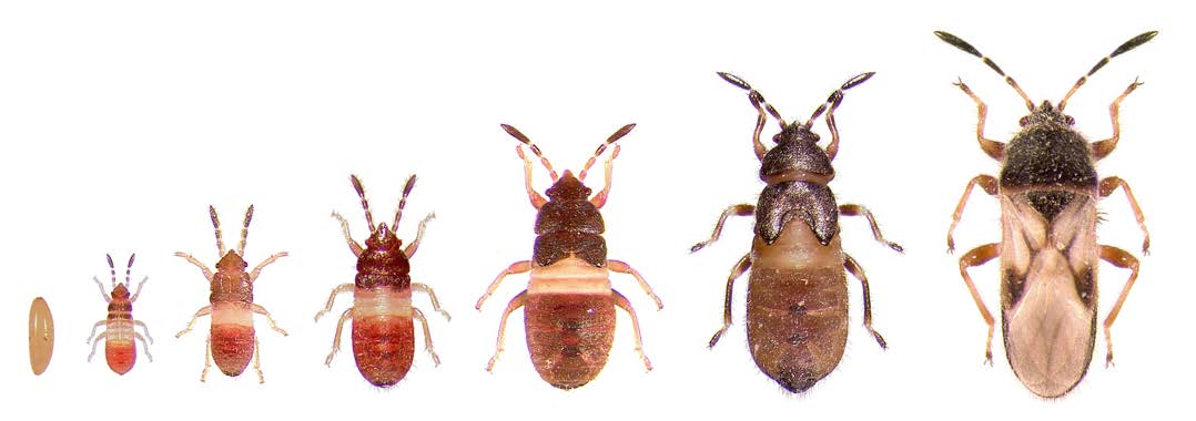 It's No Cinch, but Your Lawn Might Have Chinch...Bugs