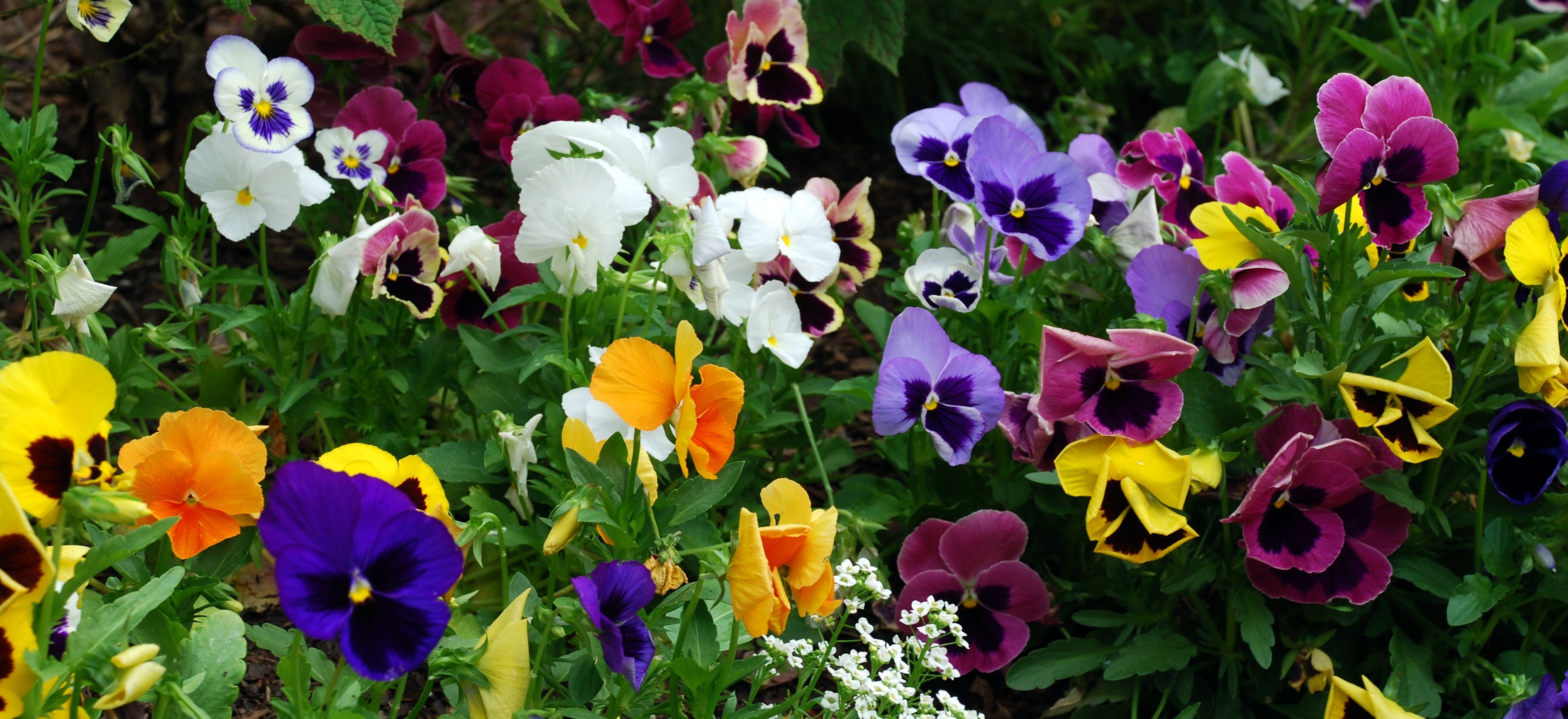 A Pansy Primer – Chalet