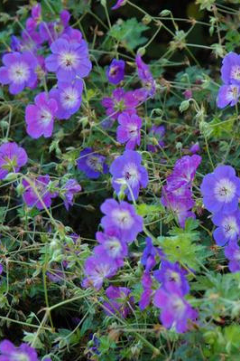 Rozanne Geranium Care Instructions – Chalet
