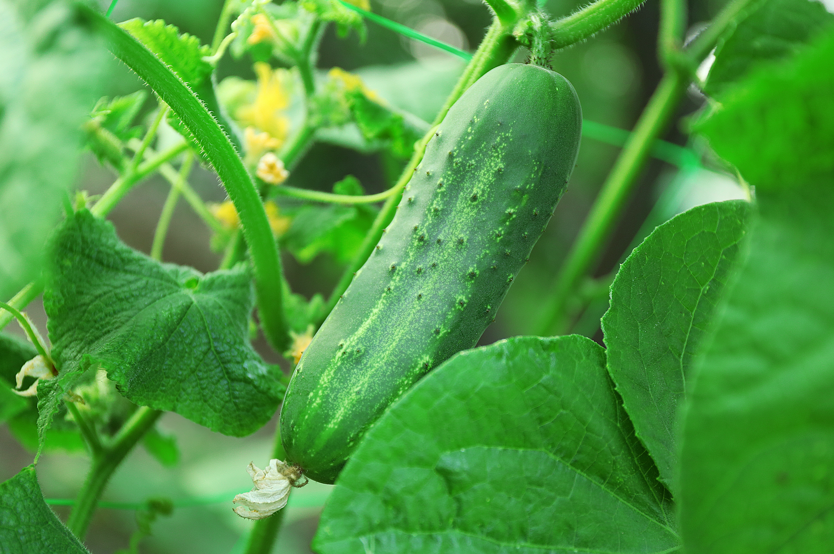 Veg-Edibles and Victory Gardens