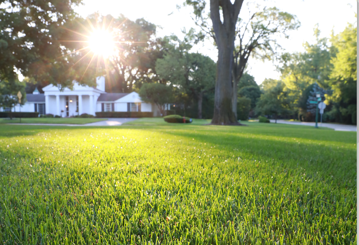 Success with Grass Seed