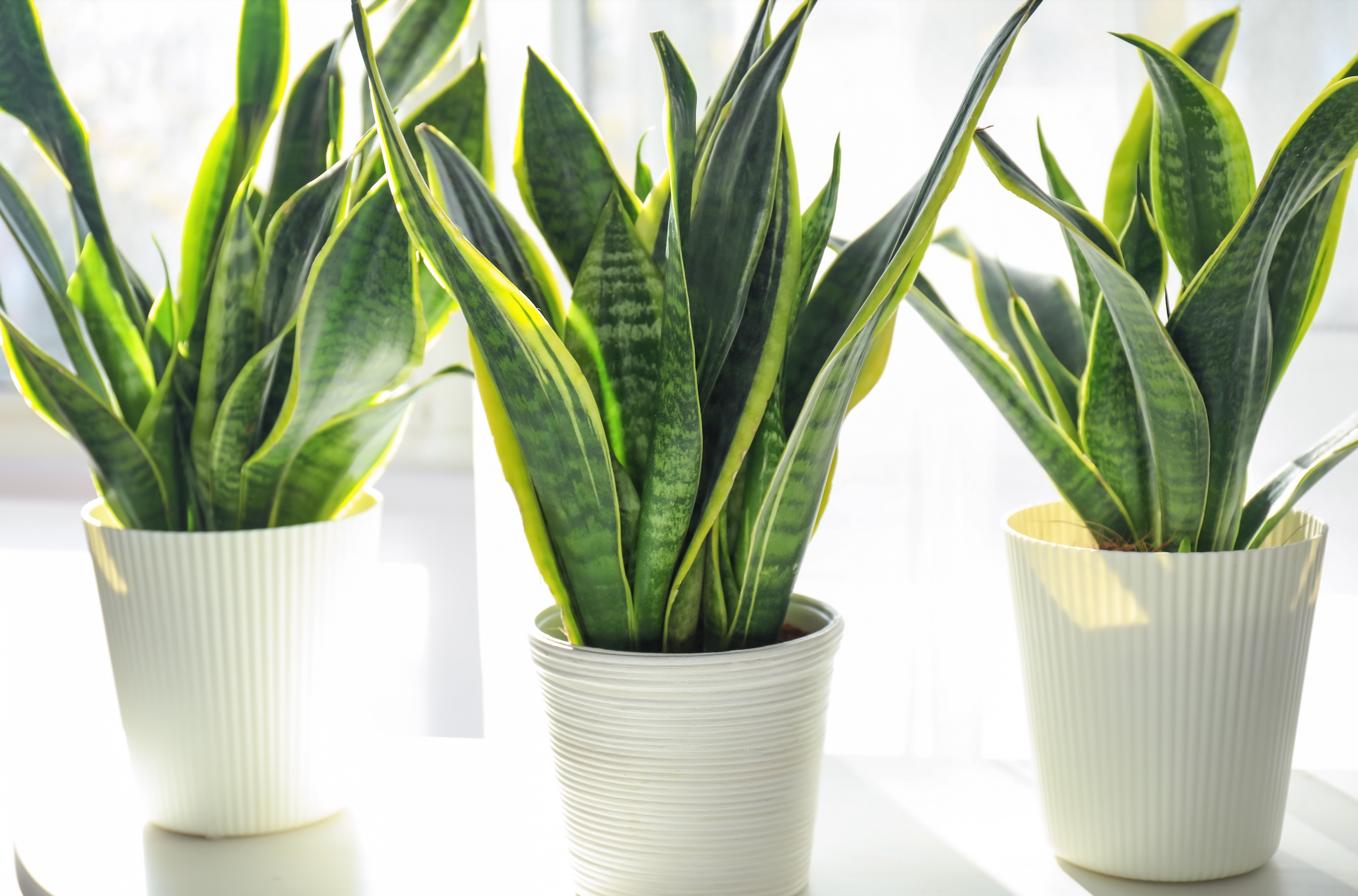 Winter Houseplant Care