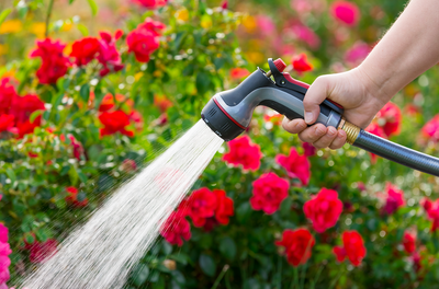 Spring Drought Watering Tips
