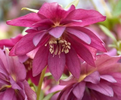Hellebores: The Captivating Flowers That Bloom Early and Long