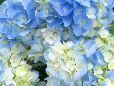 June Plant of the Month | Hydrangeas