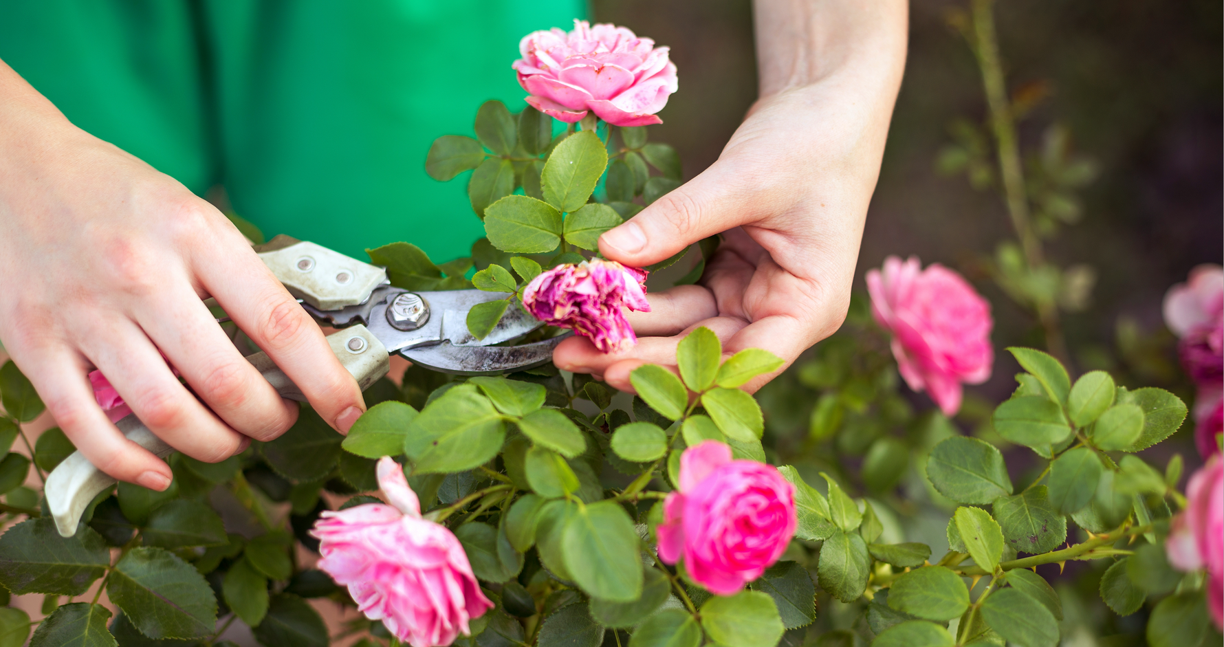 July Gardening To-Do Blog