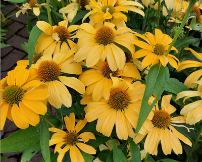 August Plant of the Month: Coneflower
