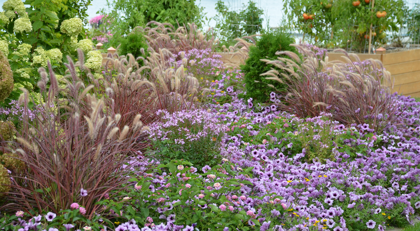 10 Companions for Ornamental Grasses in the Landscape