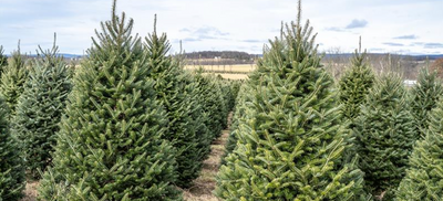Chalet's Featured Christmas Trees for the 2023 Season