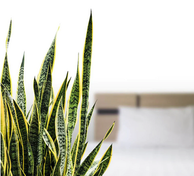 January Plant of the Month: Sansevieria