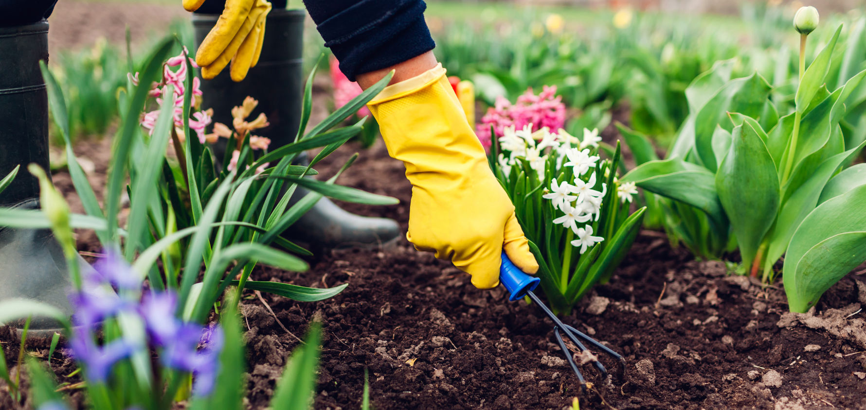 March Gardening To-Do List: A Guide to Spring Prep