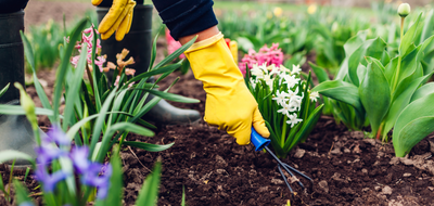 March 2024 Gardening To-Do List: A Guide to Spring Prep