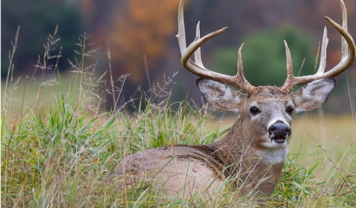 Deterring Deer Damage