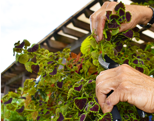 July Garden To-Dos