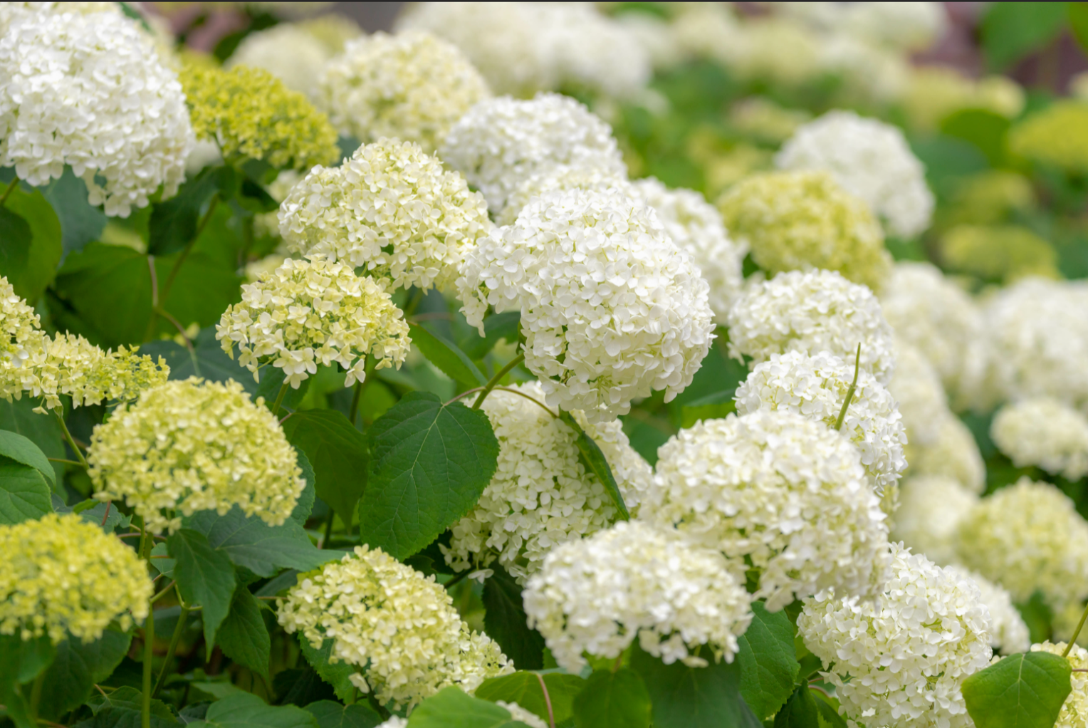 Incredible Smooth Stem Hydrangea: June 2024 Plant of the Month