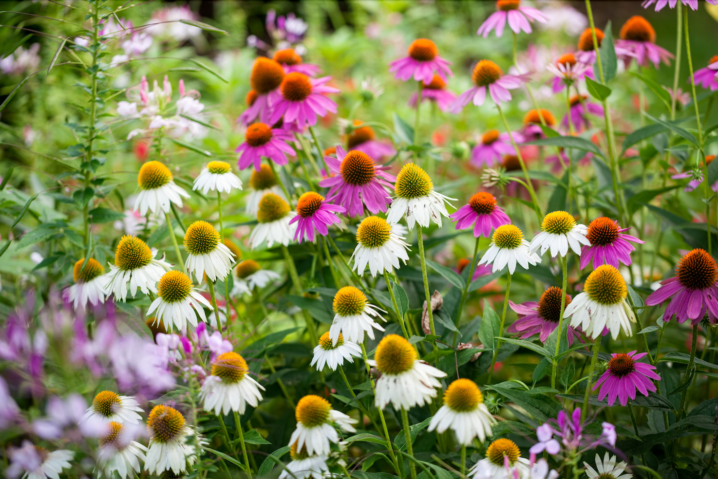 July 2024 Plant of the Month | Drought Tolerant Plants