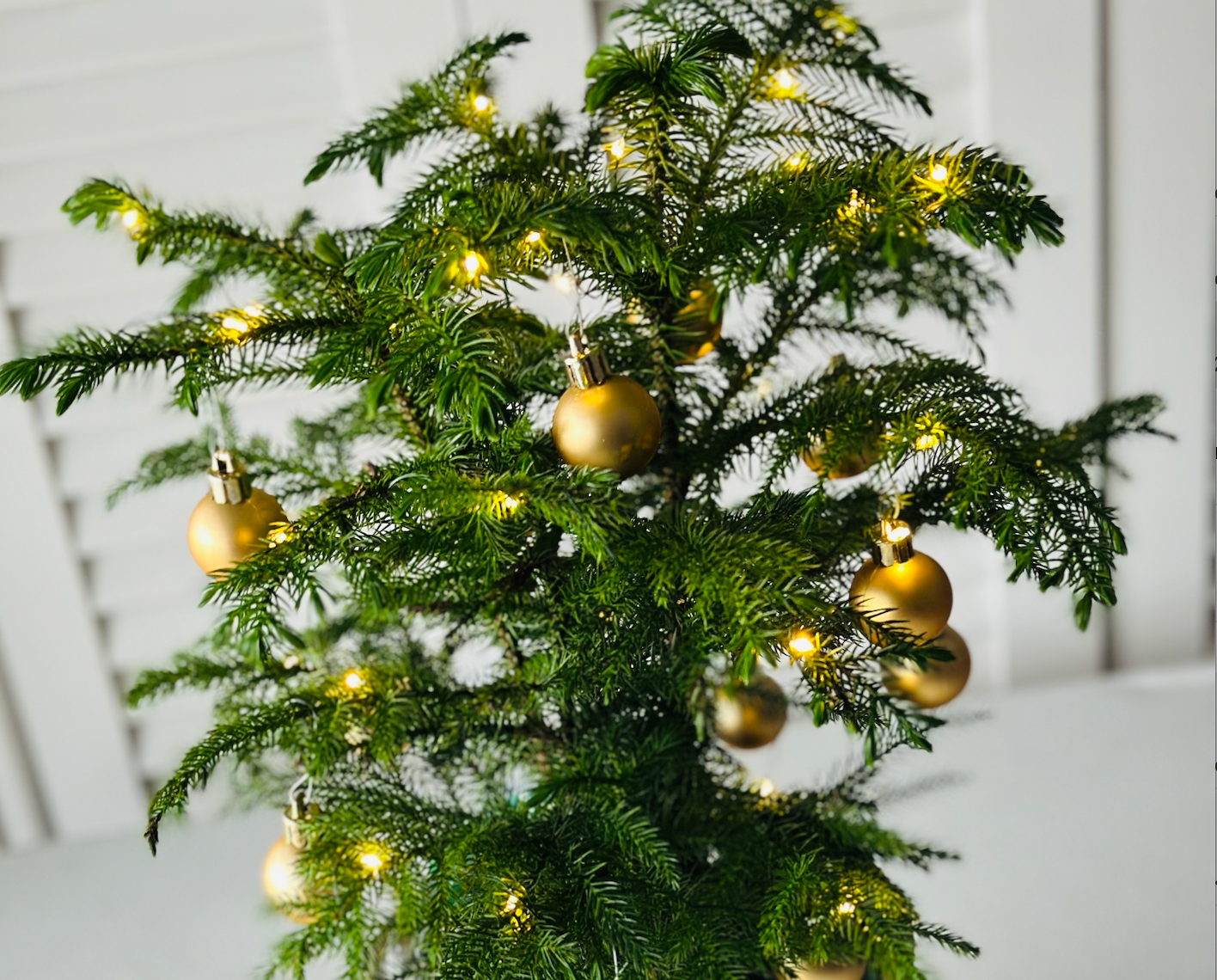 December’s Star: Norfolk Island Pine – The Perfect Plant of the Month